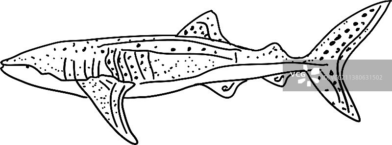 鱼画在白色的背景图片素材