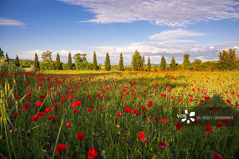 风景如画的罂粟田对天空，托斯卡纳，意大利图片素材