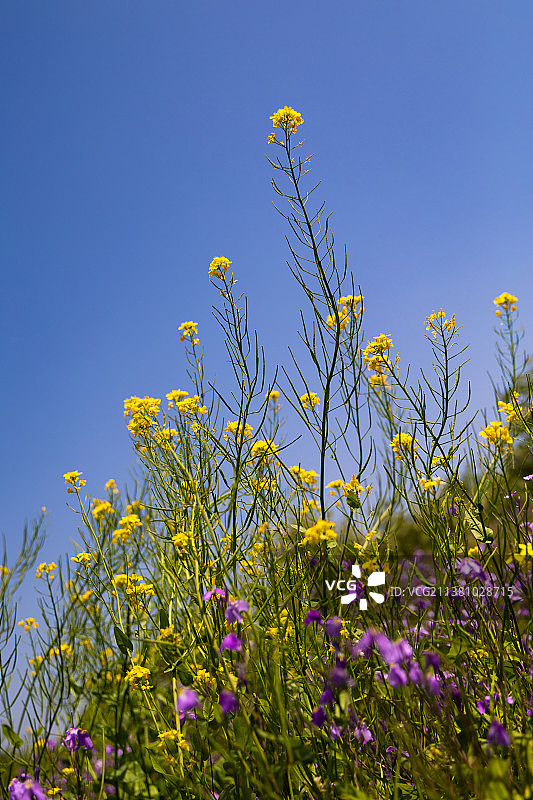 初夏晴朗的天气，北京紫谷伊甸园，阳光下盛开的野花。图片素材