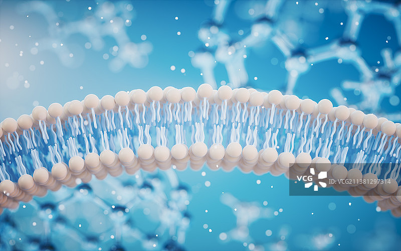 磷脂双分子细胞膜3D渲染图片素材