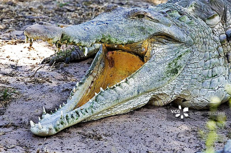 奥里诺科河鳄(中间鳄鱼)，成年开口调节体温，委内瑞拉洛斯利亚诺斯图片素材