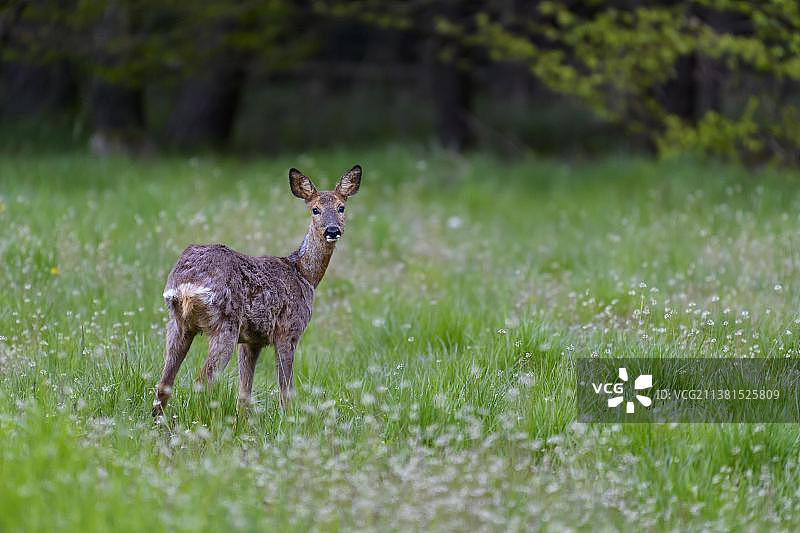 狍(獐头鹿)，在草地，春天，德国，欧洲图片素材