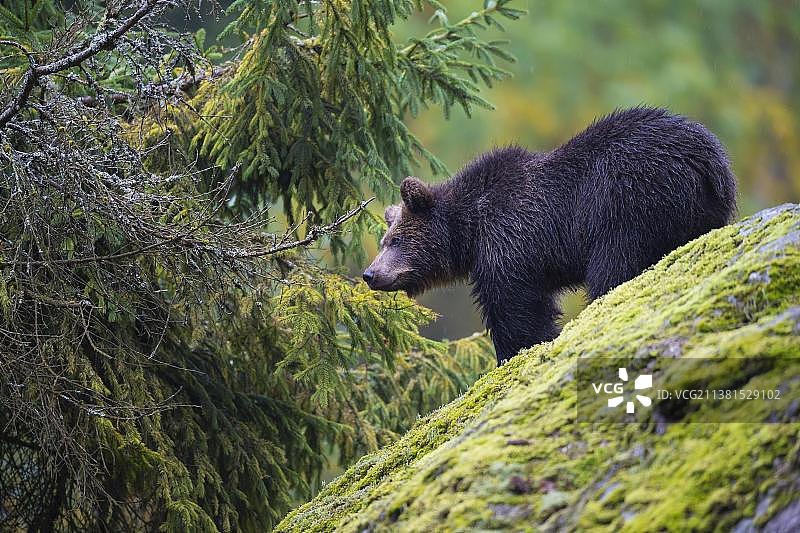 欧洲棕熊(大熊)，幼仔在岩石上，俘虏图片素材
