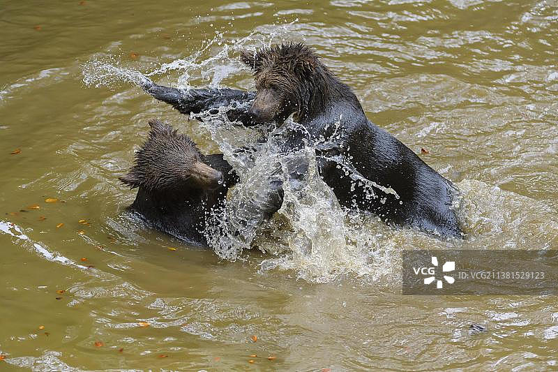欧洲棕熊(大熊)，幼仔在池塘里打架，俘虏图片素材
