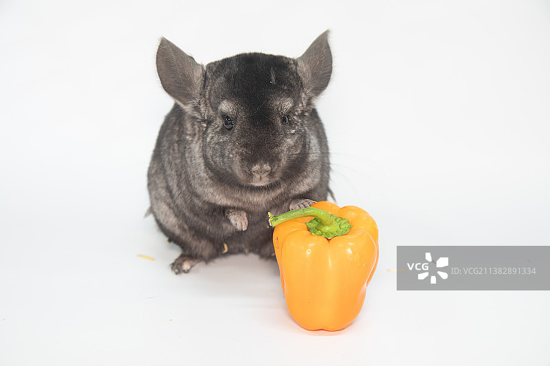灰栗鼠在白色背景上吃黄胡椒图片素材
