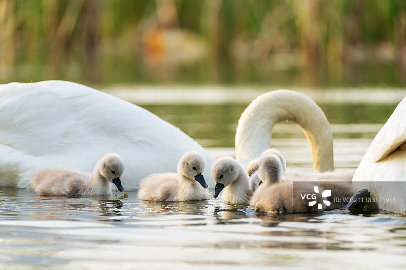 河南省郑州北龙湖湿地公园刚孵化的天鹅宝宝春季户外风光图片素材