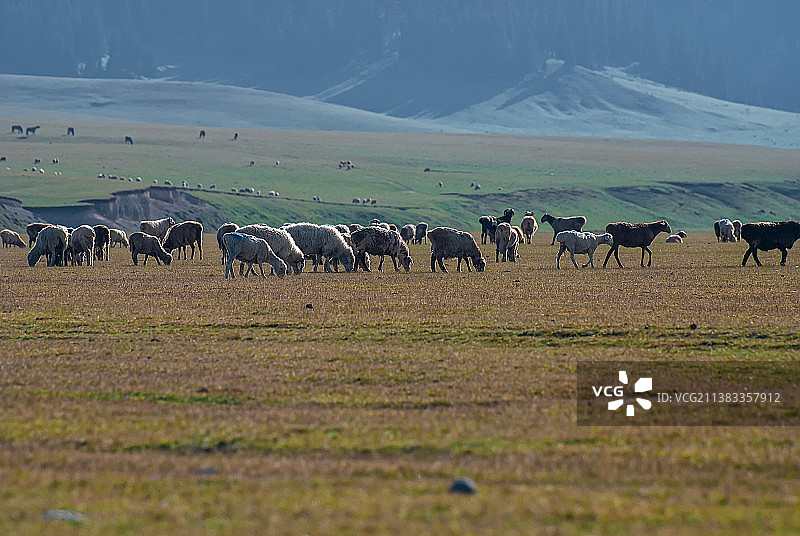 新疆牧场图片素材