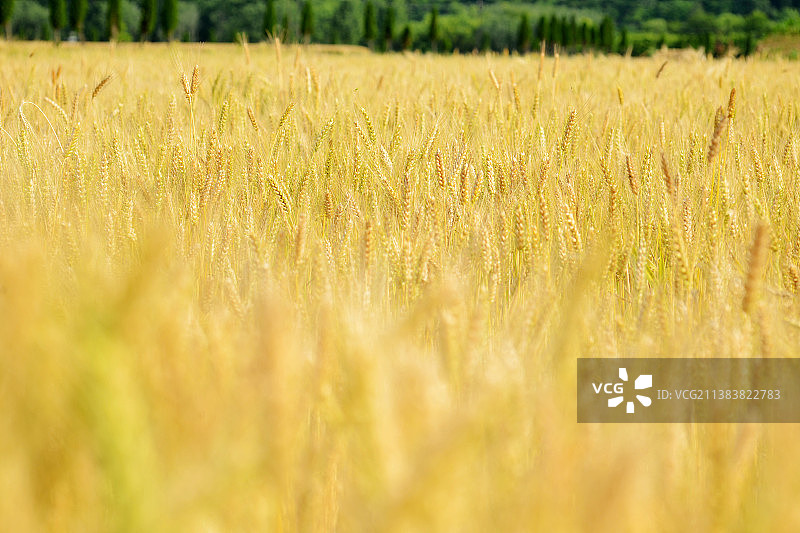 小麦麦田粮食谷物图片素材