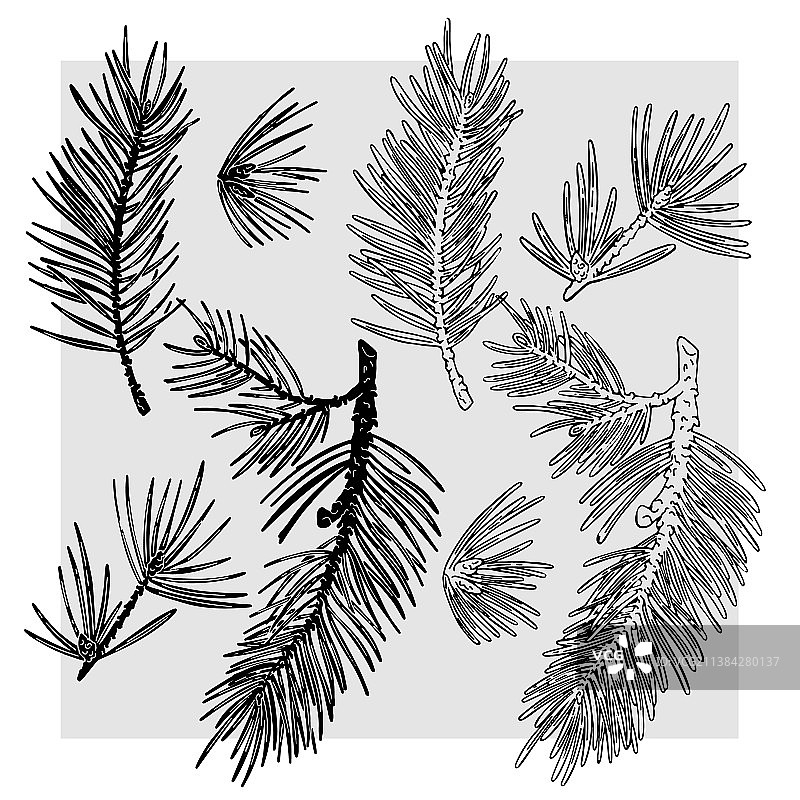 云杉树枝用黑线画图片素材