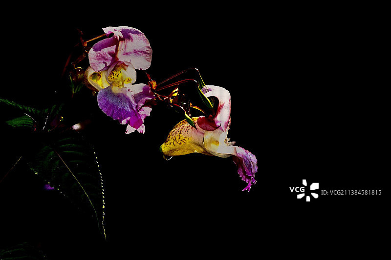 喜马拉雅香脂，特写的花对黑色背景图片素材