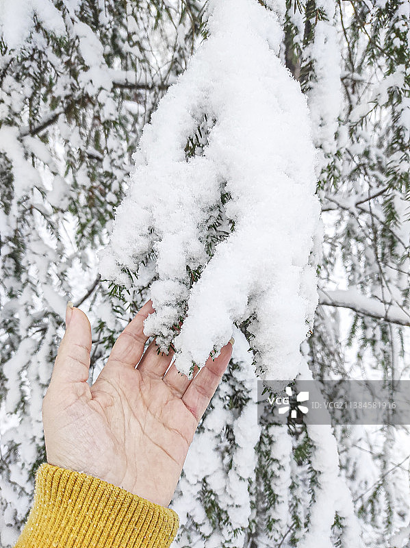 裁剪的手触摸雪覆盖的树图片素材