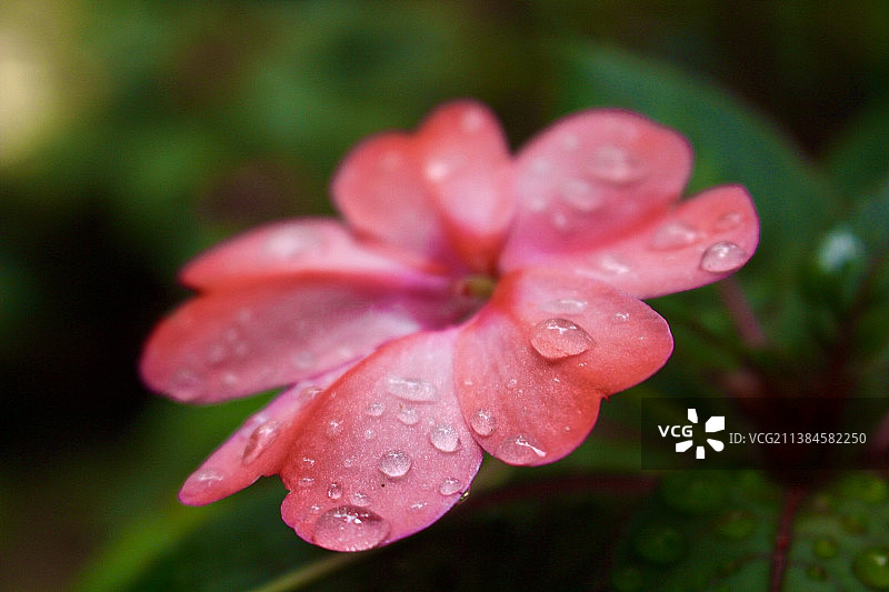 谢谢你的雨，斯里兰卡湿粉色花的特写图片素材