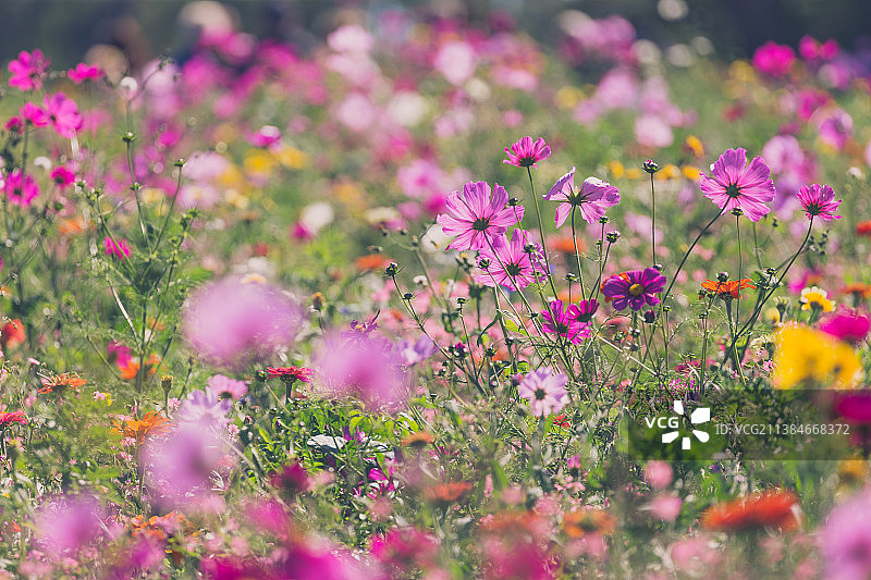 在田野上粉红色开花植物的特写，西尔万，维多利亚，澳大利亚图片素材