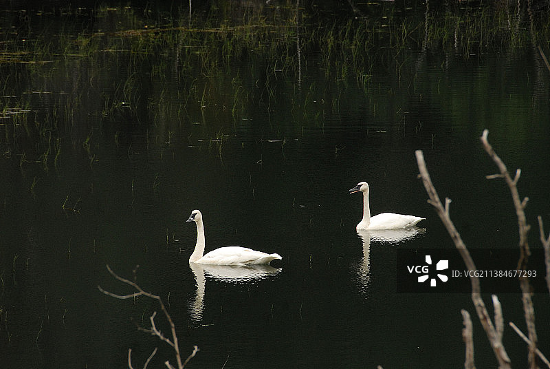 号手天鹅，湖中的两只天鹅图片素材