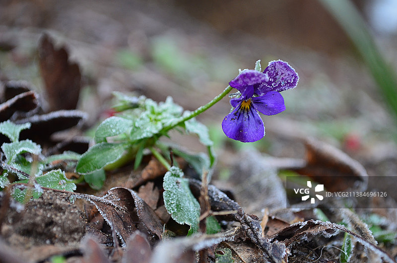 田野上紫色开花植物的特写图片素材