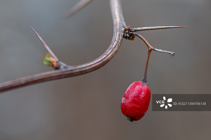 去年浆果，特写的红色浆果生长的植物图片素材
