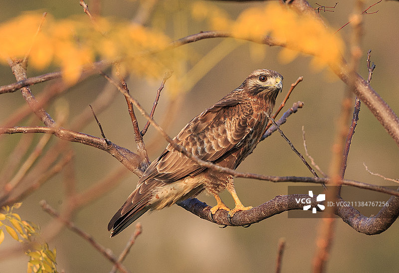 常见的秃鹰，特写的猎物鹰栖息在树枝上图片素材