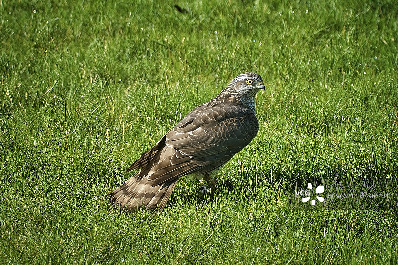捕食的鹰在草地上栖息的特写图片素材