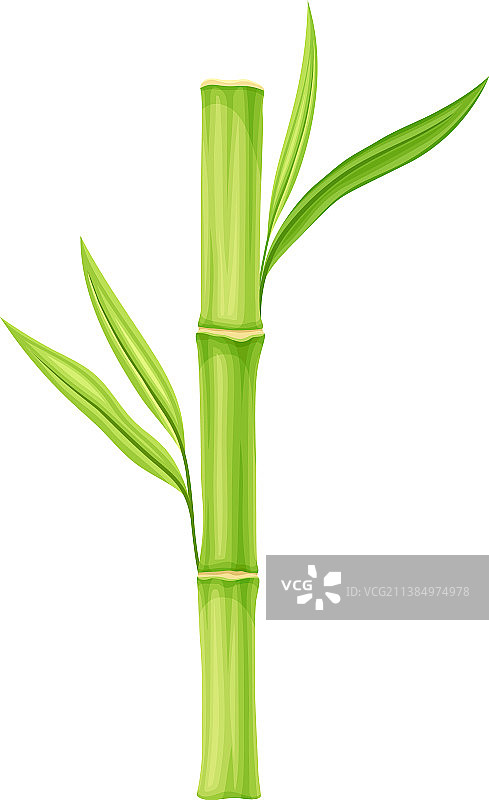 竹子为多年生常绿开花植物，具图片素材