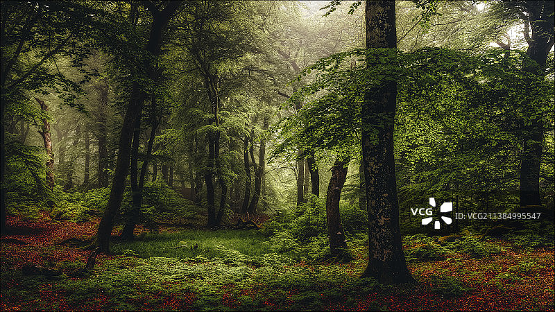 万物发光II，森林中的树木，罗尔德斯科夫，丹麦图片素材