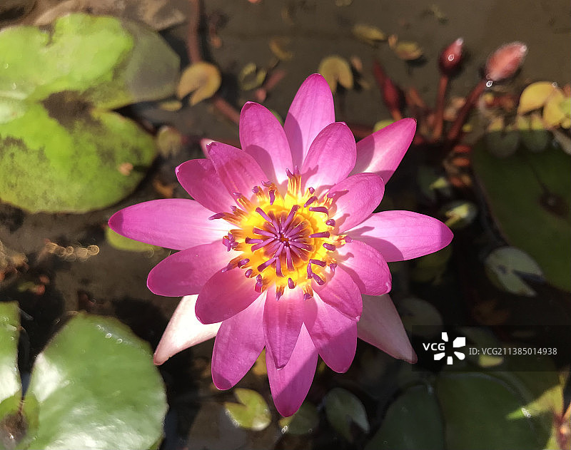 特写粉红睡莲在湖，台湾图片素材