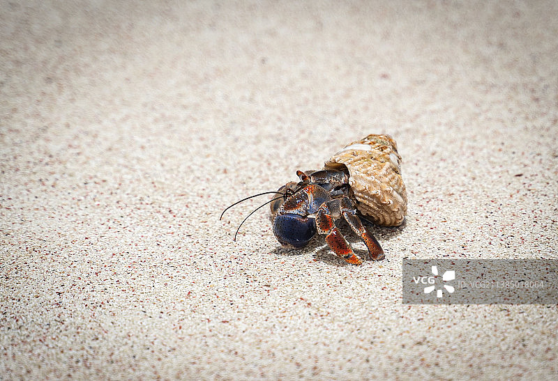 沙地上昆虫的特写图片素材
