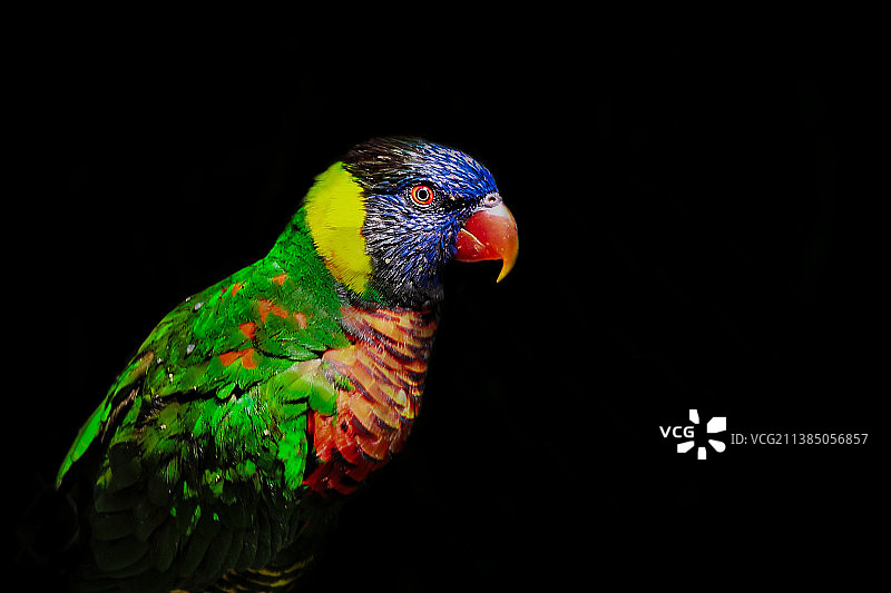 鹦鹉，特写的彩虹鹦鹉栖息在黑色背景，斯洛伐克图片素材