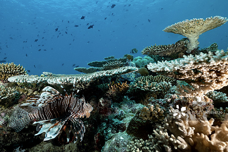 鱼在海里游动的特写，马约特岛图片素材