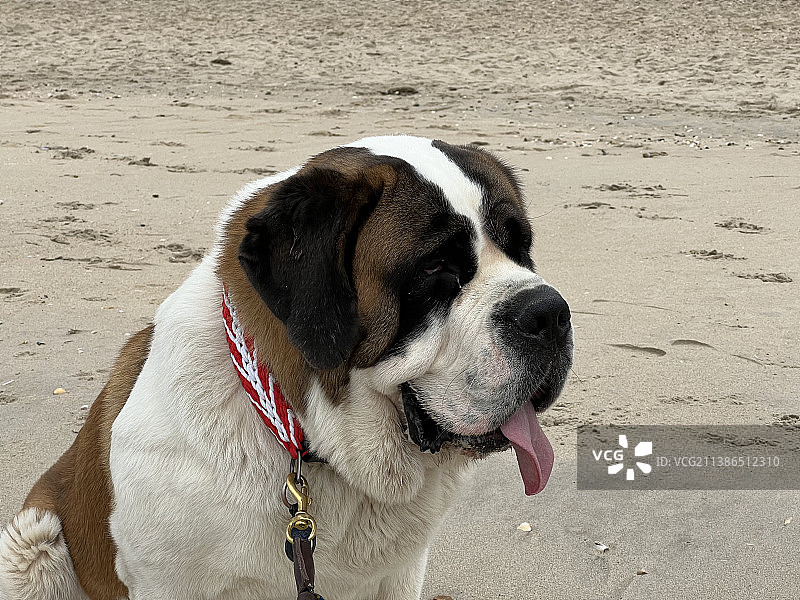 沙上圣伯纳犬的特写图片素材