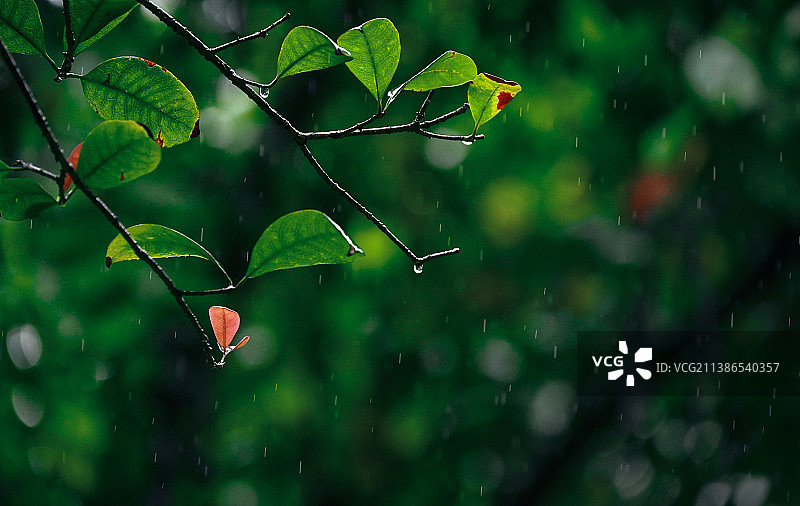 雨季雨中植物树木生长春天壁纸图片素材