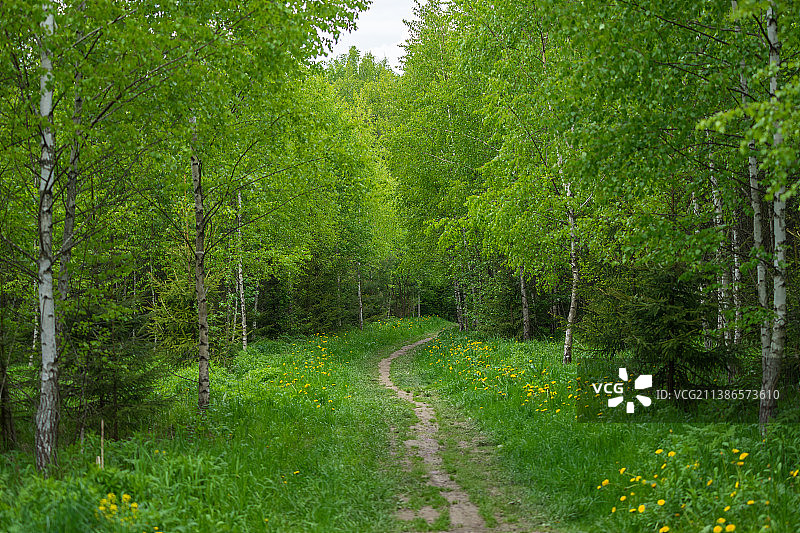 风景优美的森林，俄罗斯图片素材
