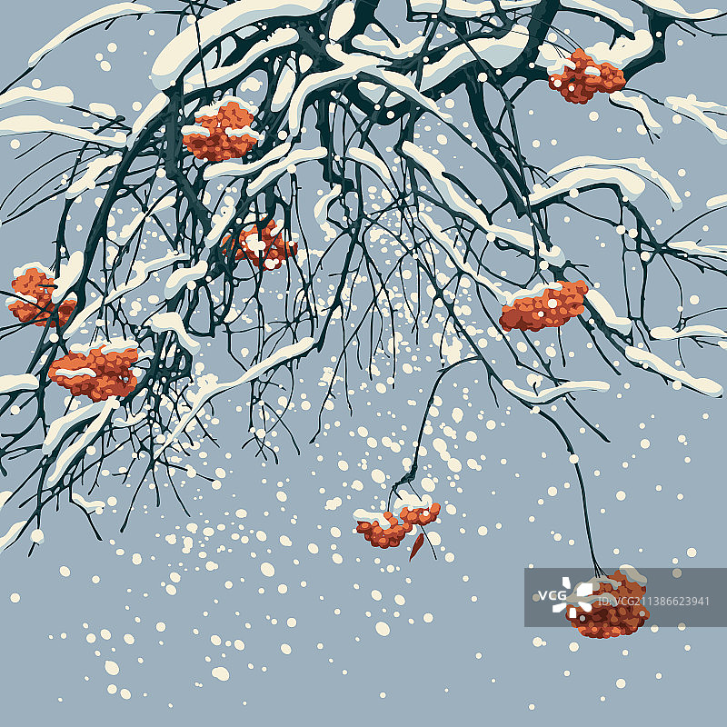 冬季景观与雪覆盖的花楸枝图片素材