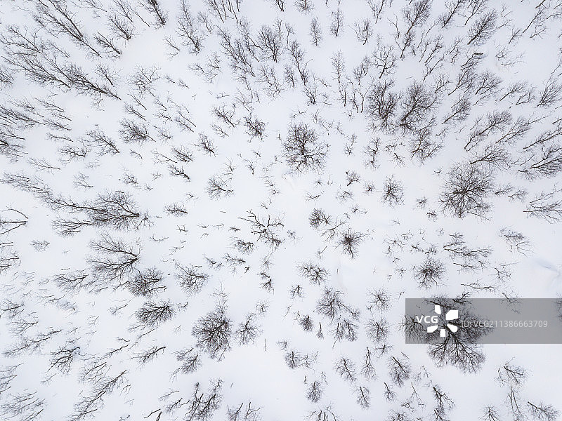 挪威，雪地上被雪覆盖的树木的鸟瞰图图片素材