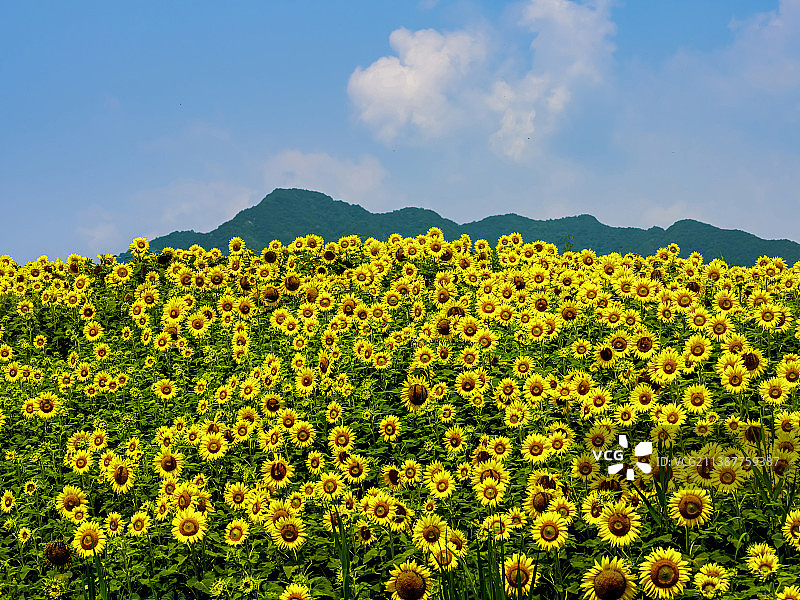 杭州·西湖区转塘向日葵花海图片素材