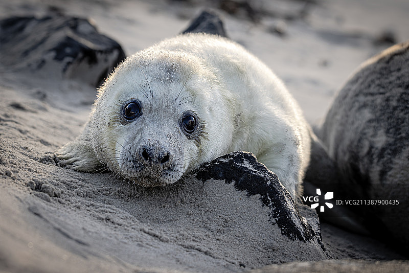 德国赫尔戈兰海滩上海豹的特写图片素材