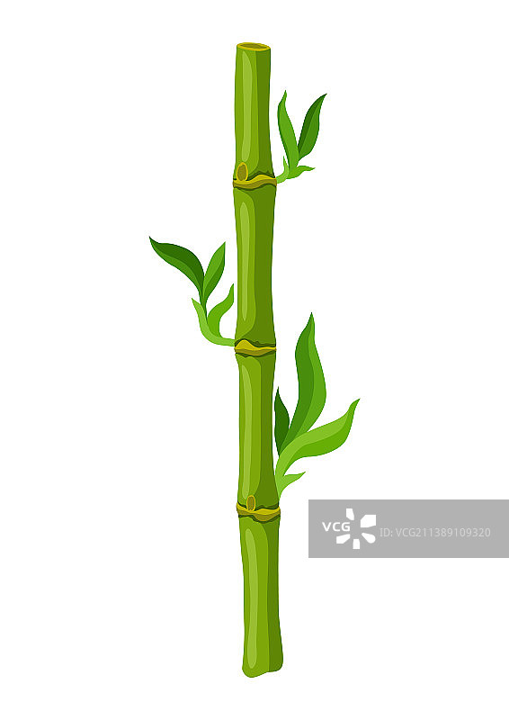 绿色竹子的茎和叶图片素材