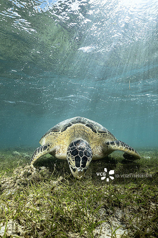 特写海绿海龟在海里游泳，马约特图片素材
