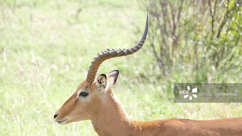 南非，鹿站在田野上的特写图片素材