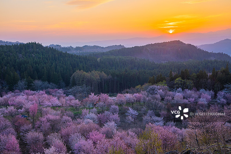 盛开的樱花，日本图片素材