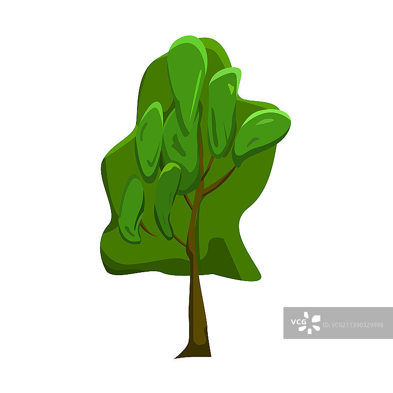 现实的绿色桦树在白色的背景图片素材