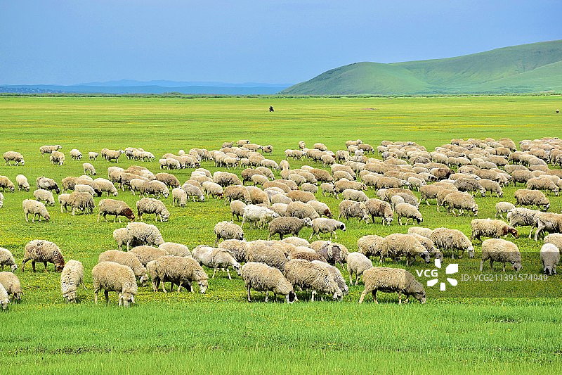 草原上的羊群图片素材