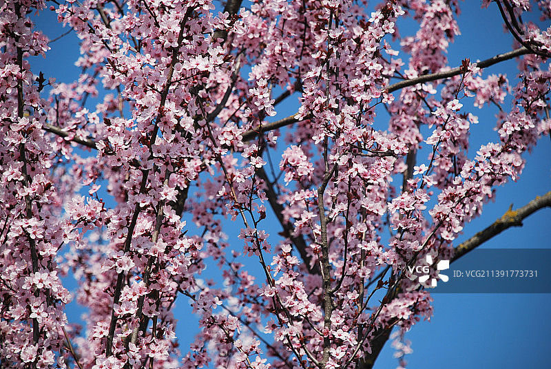低角度的樱花对天空，巴扎诺，博洛尼亚大都会，意大利图片素材