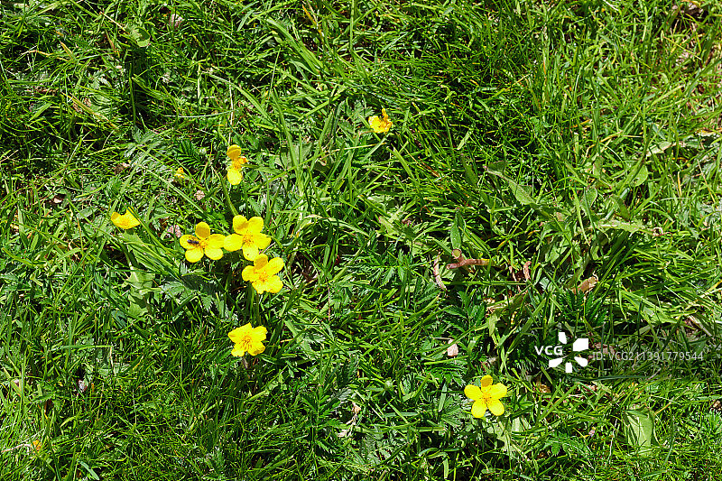 田野上黄色开花植物的高角度视图图片素材