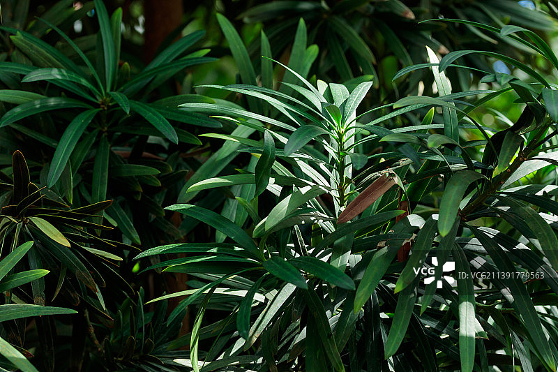 热带生长的绿叶自然纹理图案图片素材