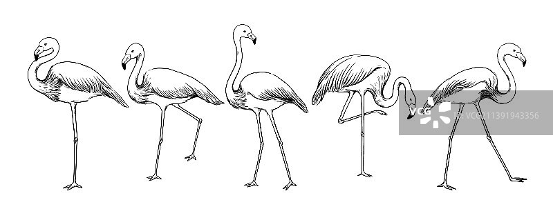 火烈鸟以各种形式描绘奇异的热带鸟类图片素材