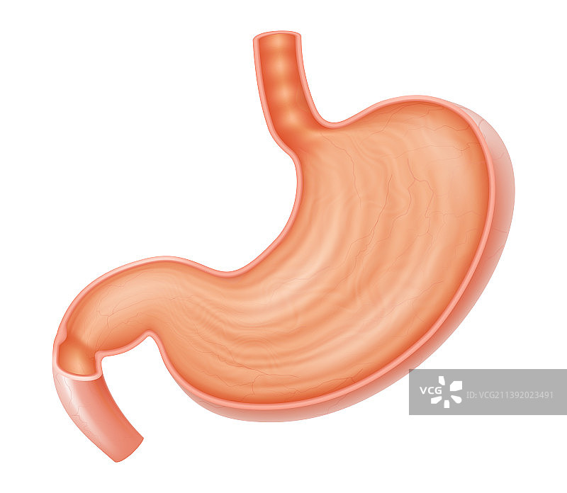 剖面图胃医学绘图健康图片素材