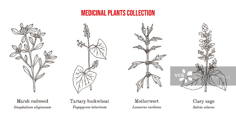 一组不同的药用植物图片素材