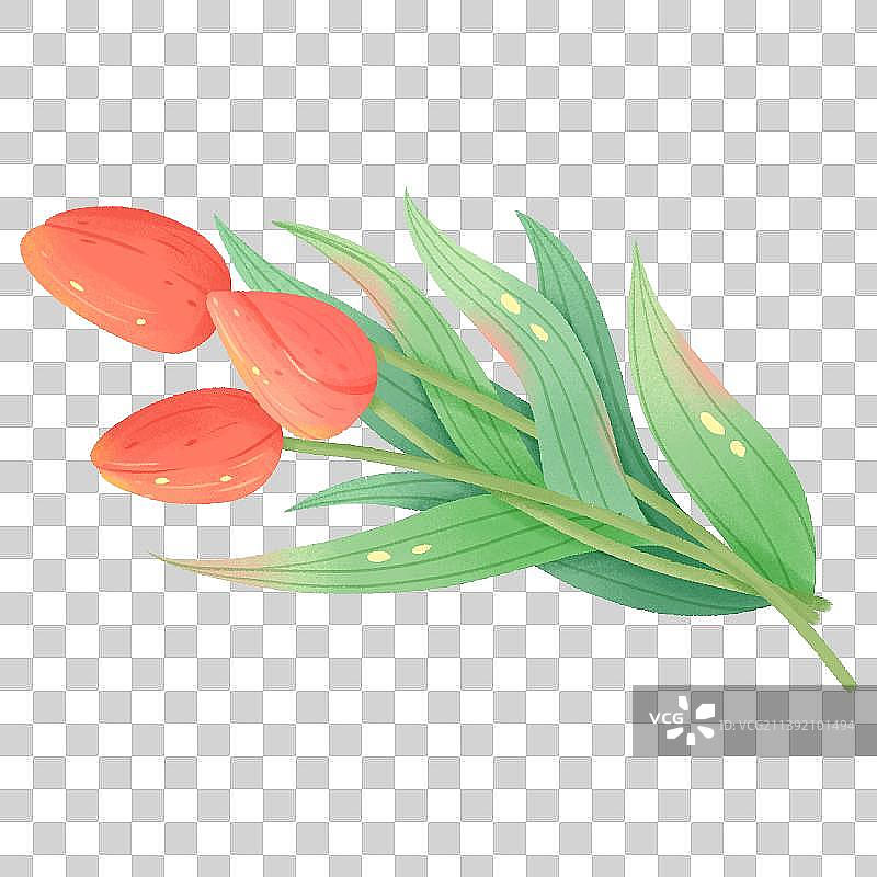 植物花卉郁金香插画图片素材