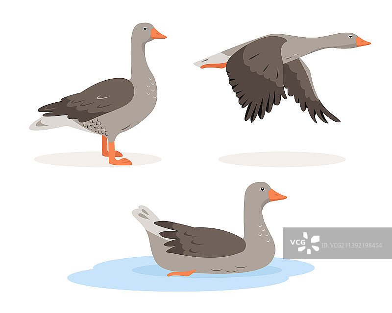 灰鹅的家禽图标在不同的姿势图片素材