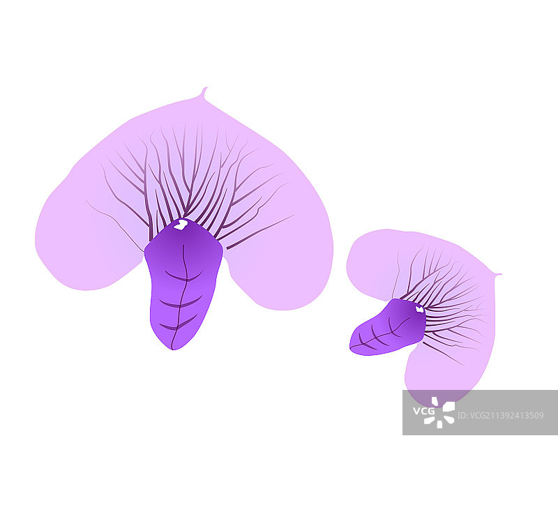 紫色的野生鹰嘴豆花图片素材